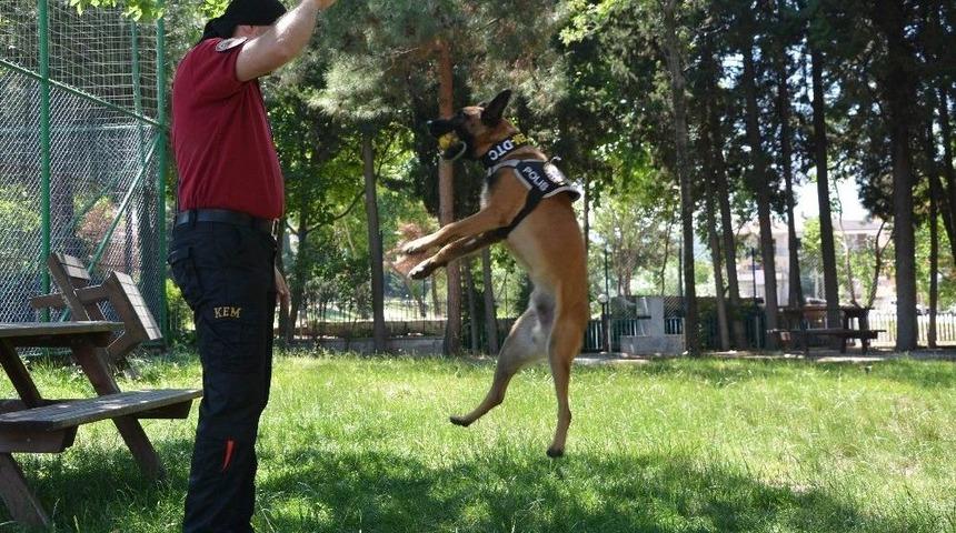 (&ouml;zel Haber) Narkotik K&ouml;peği Galia, Binlerce Genci Zehirlenmekten Kurtardı