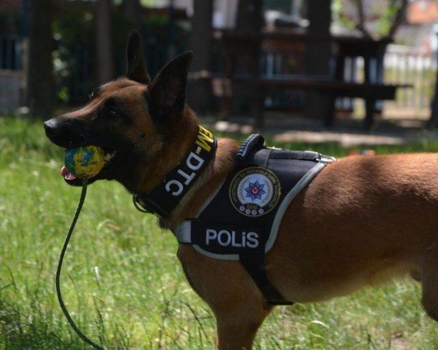 (özel Haber) Narkotik Köpeği Galia, Binlerce Genci Zehirlenmekten Kurtardı