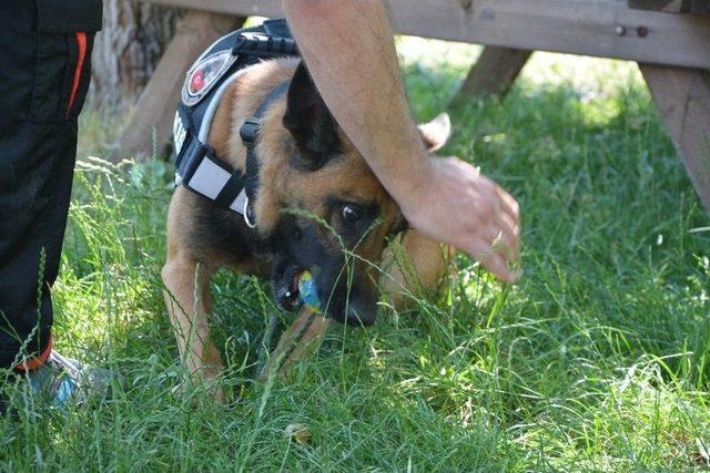 (özel Haber) Narkotik Köpeği Galia, Binlerce Genci Zehirlenmekten Kurtardı