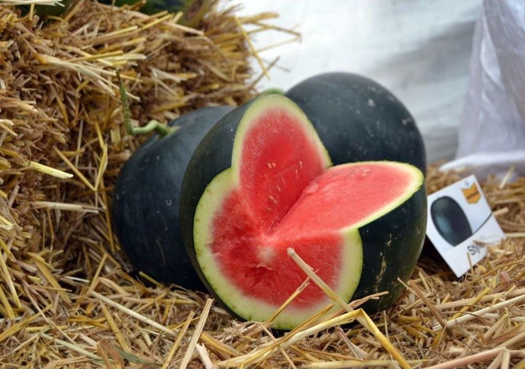 Adana Karpuzuna &Ccedil;ekirdeksiz Rakip