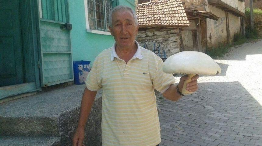 1 Kilo 500 Gramlık Mantar