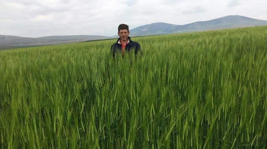 Buğdayda Rekor Verim Bekleniyor