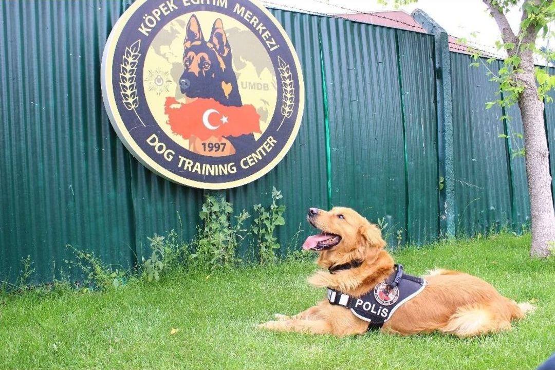 3. Havalimanı İ&ccedil;in Hassas Burunlar G&ouml;lbaşı&rsquo;nda Yetişiyor