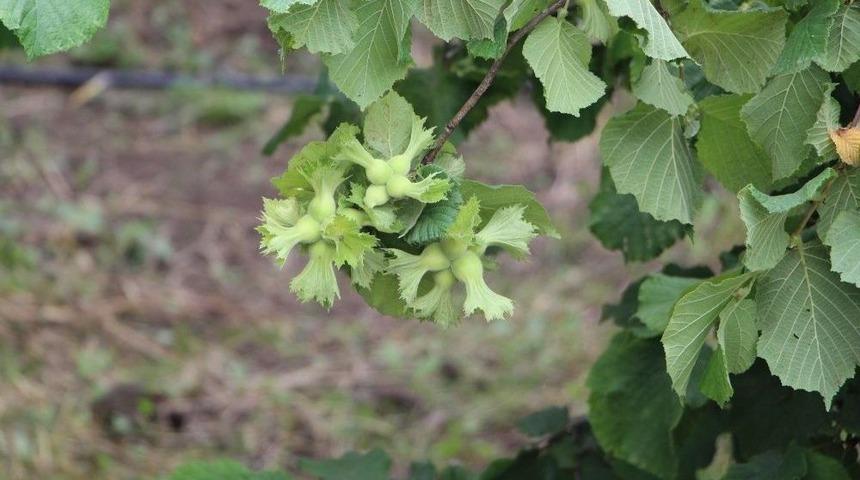 Fındıkta B&uuml;y&uuml;k Umut