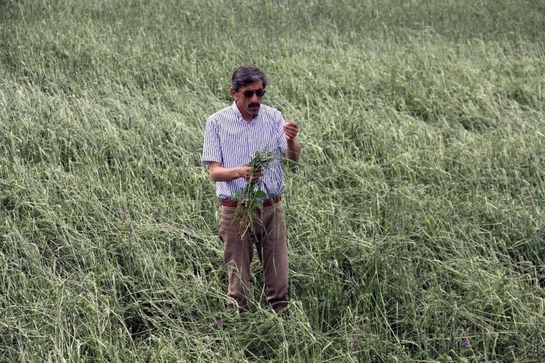 Sivas&rsquo;ta Tarlaları Dolu Vurdu