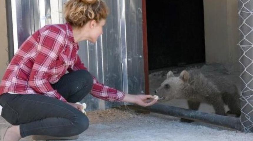 Yavru Ayı U&ccedil;akla Rehabilitasyon Merkezine G&ouml;nderildi