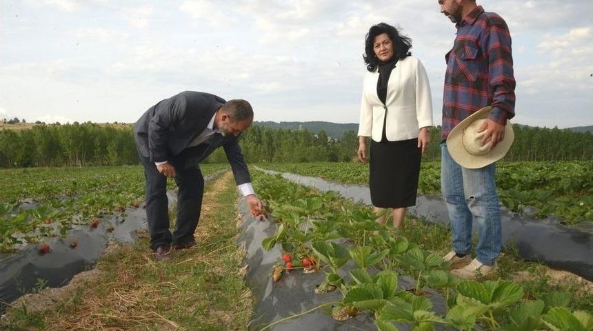 Kırklareli&rsquo;nde &Ccedil;ilek Hasadı