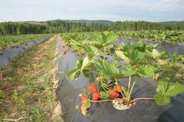 Kırklareli&rsquo;nde &Ccedil;ilek Hasadı 1