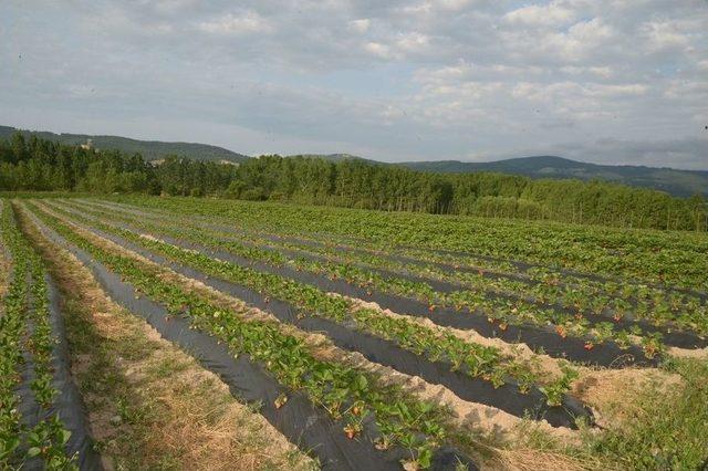 Kırklareli&rsquo;nde &Ccedil;ilek Hasadı 2