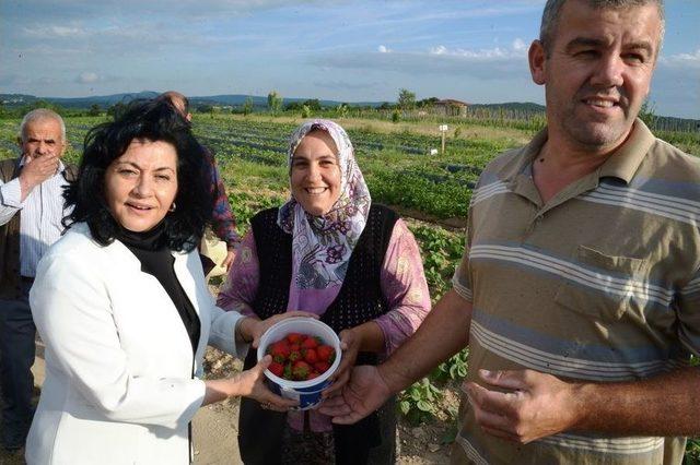 Kırklareli&rsquo;nde &Ccedil;ilek Hasadı 3