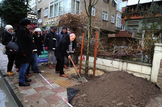 Büyükçekmece’ye Bereket Ve Barışın Simgesi Zeytin Ağaçları Dikilecek