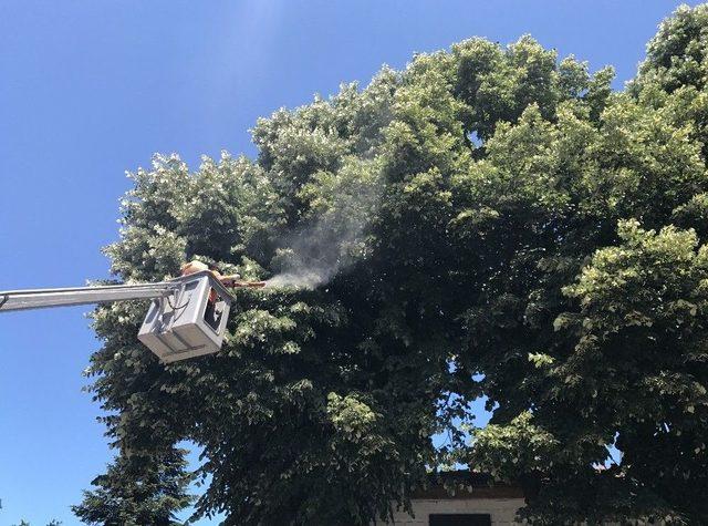 Akçakoca Belediyesi Haşarat İle Mücadelesini Sürdürüyor