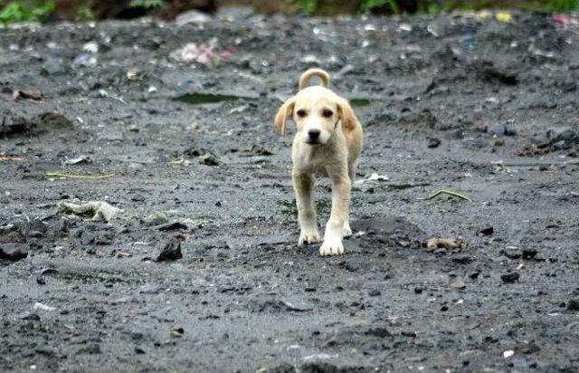 Yavru Köpekler Taş Ocağına Terk Edildi