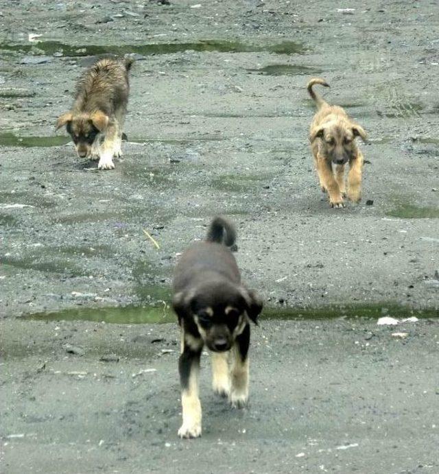 Yavru Köpekler Taş Ocağına Terk Edildi