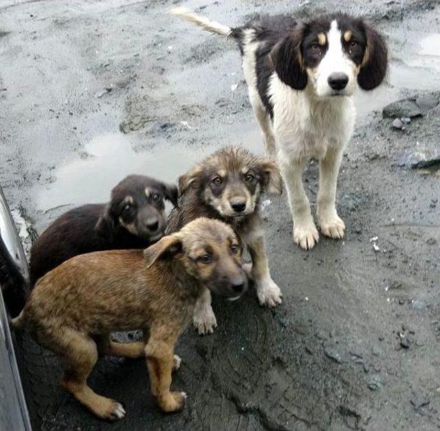 Yavru Köpekler Taş Ocağına Terk Edildi