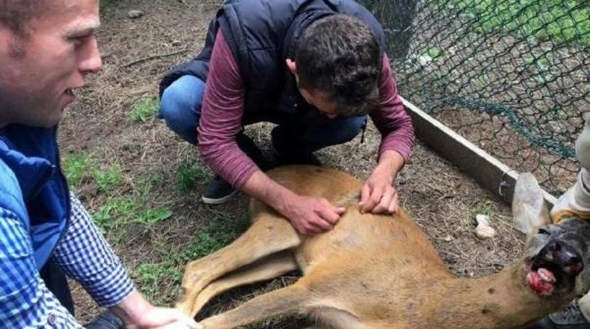 Otomobilin &Ccedil;arptığı Karaca Tedavi Edildi