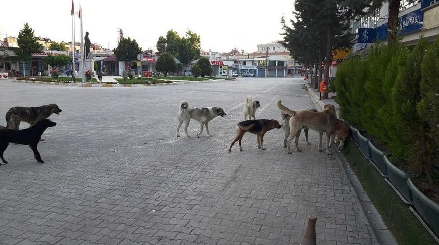 K&ouml;peklerle Başa &Ccedil;ıkılamıyor