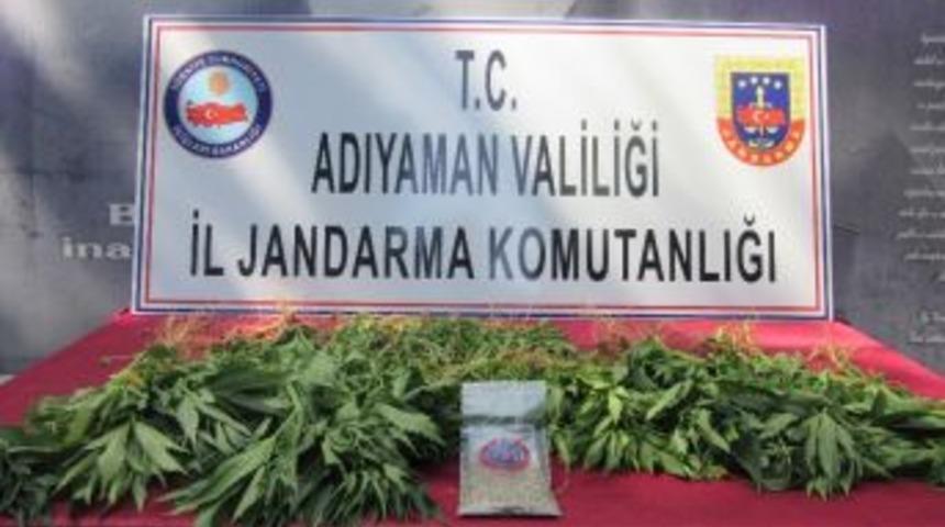 Jandarma Kenevir Bitkisi Ele Ge&ccedil;irdi
