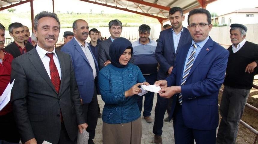 Kastamonu&rsquo;da 29 Yetiştiriciye 176 B&uuml;y&uuml;kbaş Hayvan Dağıtıldı