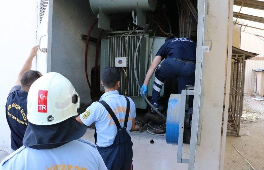 Hırsızlık Amacıyla Girdiği Trafoda &Ouml;l&uuml;mden D&ouml;nd&uuml;