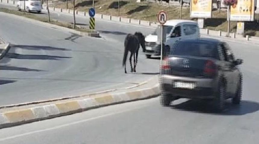 Esenyurt'a Caddeye Inen Başıboş At Trafiği Tehlikeye Soktu