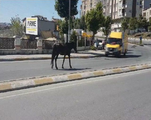 Esenyurt'a Caddeye Inen Başıboş At Trafiği Tehlikeye Soktu