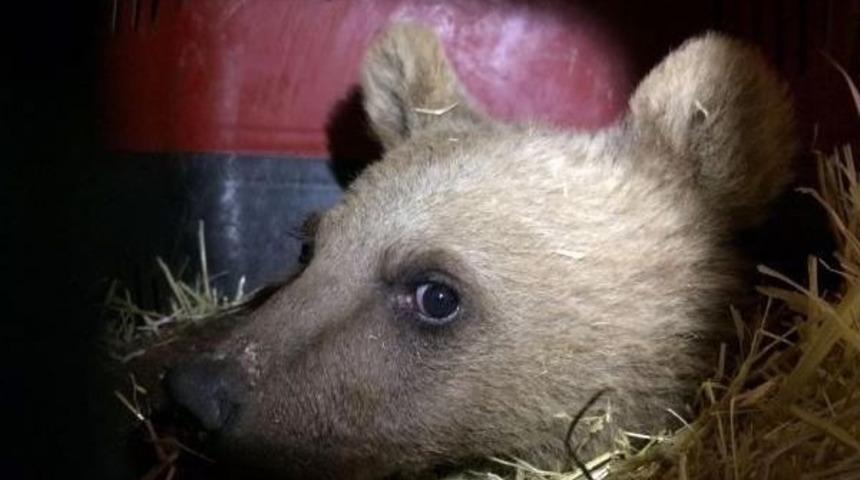 Yavru Ayı Van'dan Bursa'ya U&ccedil;akla Kargo Olarak Getirildi