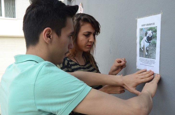 (özel Haber) Her Yerde Can Dostu Rıfkı’yı Arıyor G3