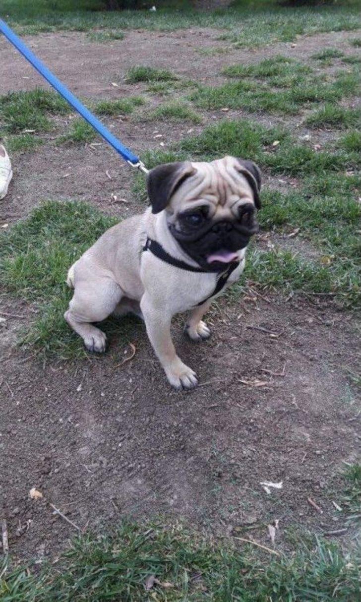 (özel Haber) Her Yerde Can Dostu Rıfkı’yı Arıyor G4