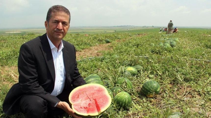 Adana’da Karpuz Hasadı Başladı