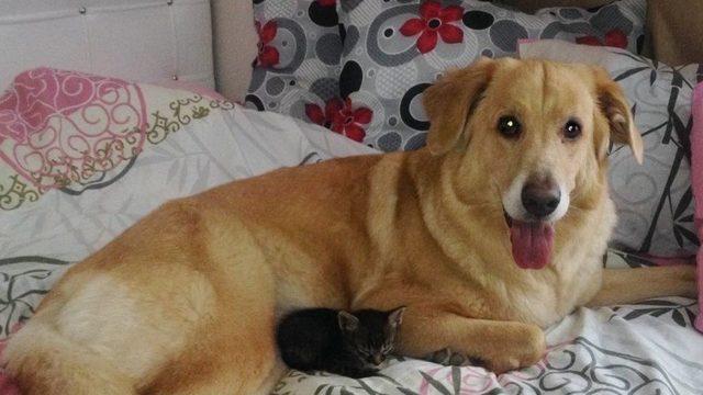 (&ouml;zel Haber) K&ouml;pek Yavru Kediyi Emzirdi, Annelik Yaptı 1