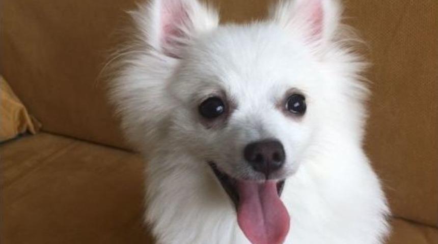 (&ouml;zel Haber) Esenyurt&rsquo;ta K&ouml;pek Hırsızları Kamerada