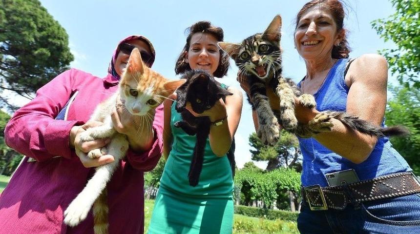 Sokak Kedileri Ve K&ouml;pekleri Yeni Yuvaya Kavuşuyor
