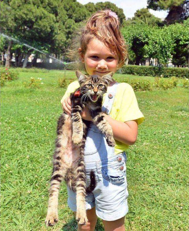 Sokak Kedileri Ve Köpekleri Yeni Yuvaya Kavuşuyor