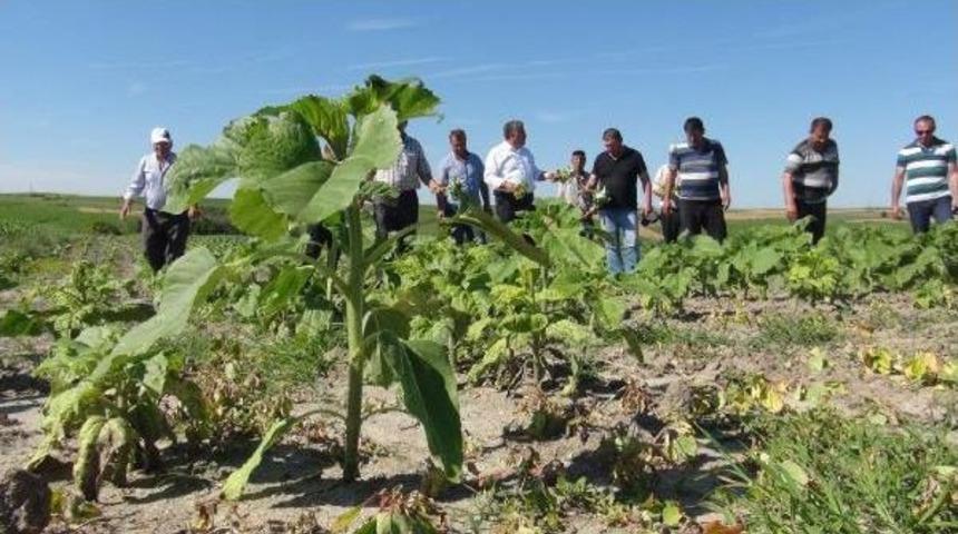 Trakya'da Ay&ccedil;i&ccedil;ek Tarlalarını 'k&ouml;se' Hastalığı Vurdu