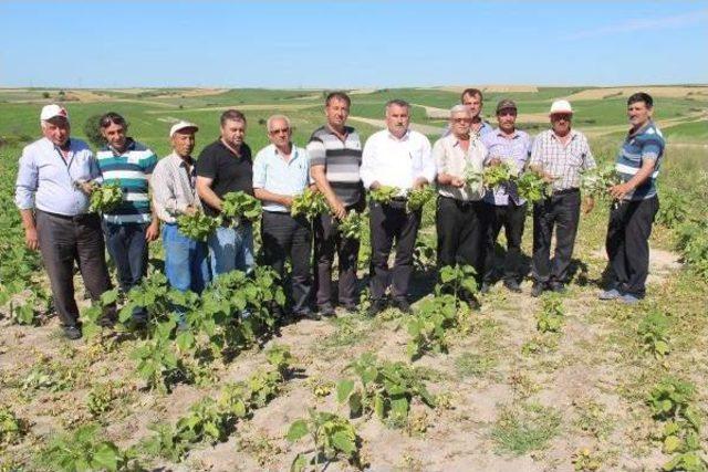 Trakya'da Ayçiçek Tarlalarını 'köse' Hastalığı Vurdu