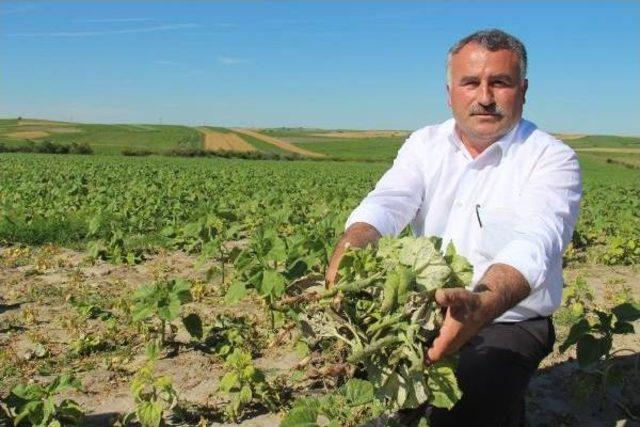 Trakya'da Ayçiçek Tarlalarını 'köse' Hastalığı Vurdu