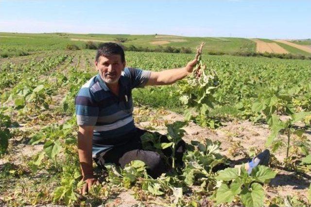 Trakya'da Ayçiçek Tarlalarını 'köse' Hastalığı Vurdu