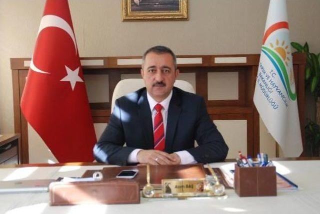 Patatesin Başkentinde Alternatif &Uuml;r&uuml;n: Kinoa 1