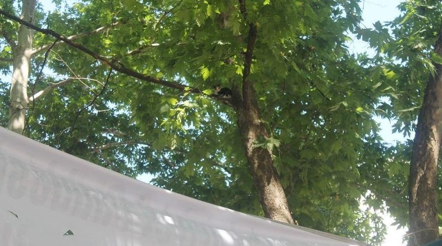 Yavru Kedi &Ccedil;ınar Ağacında Mahsur Kaldı