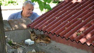 Ormanda Annesini Kaybeden Yavru Karaca 10 Gün Sütle Beslendi