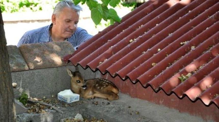 Ormanda Annesini Kaybeden Yavru Karaca 10 Gün Sütle Beslendi