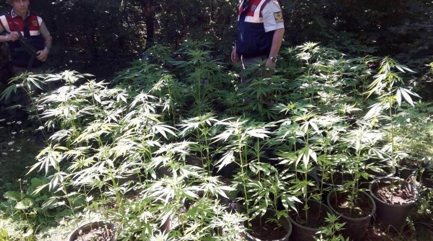 Jandarmadan Kenevir Operasyonu