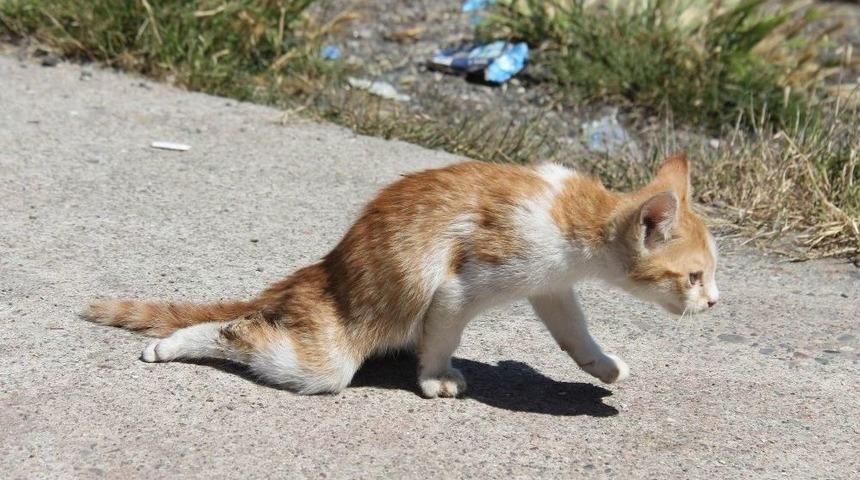 Arabanın &Ccedil;arptığı Kediye Balık&ccedil;ılar Sahip &Ccedil;ıktı