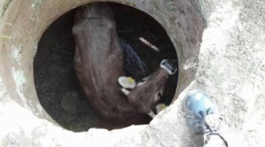 Kuyuya D&uuml;şen İneği İtfaiye Kurtardı