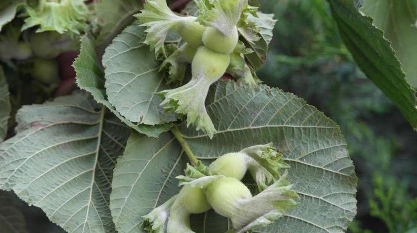 T&uuml;t&uuml;nc&uuml;: "tmo&rsquo;nun Fındığa M&uuml;dahalesi &Uuml;retici İ&ccedil;in G&uuml;vence"