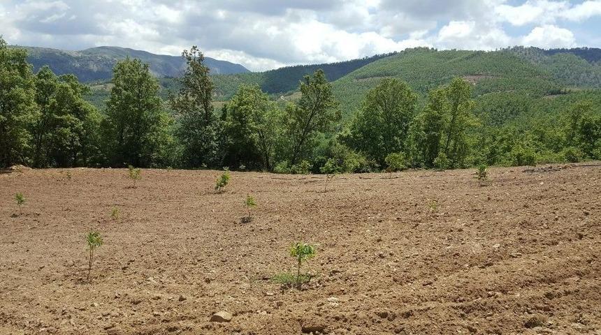 B&uuml;y&uuml;kşehirden &Uuml;reticiye Tam 93 Bin 500 Adet Fidan Desteği