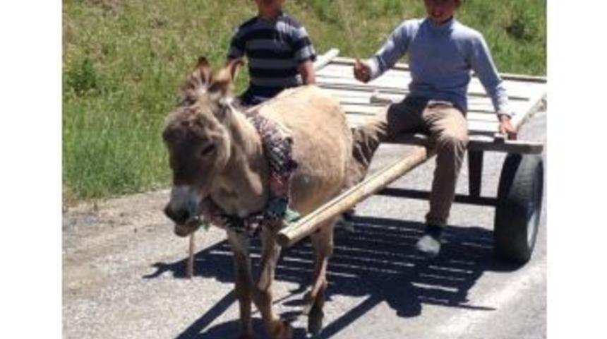 Bu Hayvanlar Varto&rsquo;da İnsan G&uuml;c&uuml;ne G&uuml;&ccedil; Katıyor
