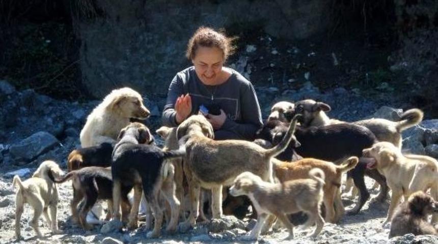 Taş Ocağındaki Yavru K&ouml;pekler I&ccedil;in Seferber Oldular