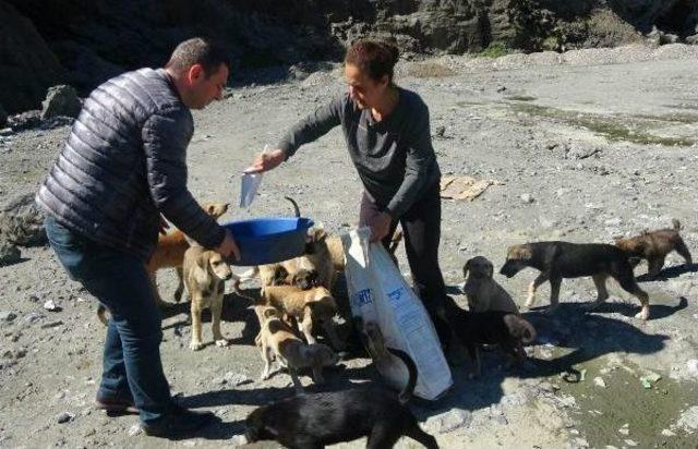 Taş Ocağındaki Yavru Köpekler Için Seferber Oldular